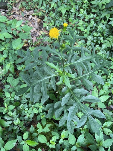 Gynura japonica iNat (2)