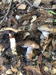 Cortinarius glaucopus