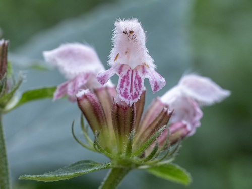 Phlomoides umbrosa, photograph 5
