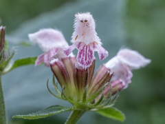 Phlomoides umbrosa, photograph (c) Alex Abair, some rights reserved (CC BY)