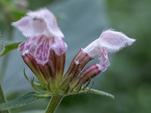 Phlomoides umbrosa, photograph 6