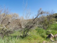 Sarcomphalus obtusifolius canescens