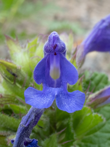 Dracocephalum rupestre, photograph 3