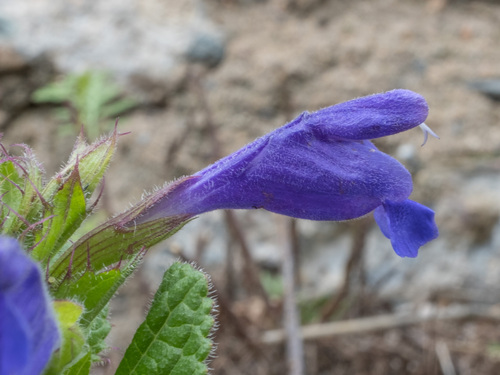 Dracocephalum rupestre, photograph 4