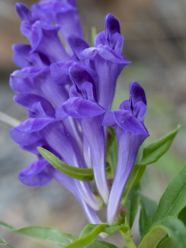 Baikal skullcap (Scutellaria baicalensis)