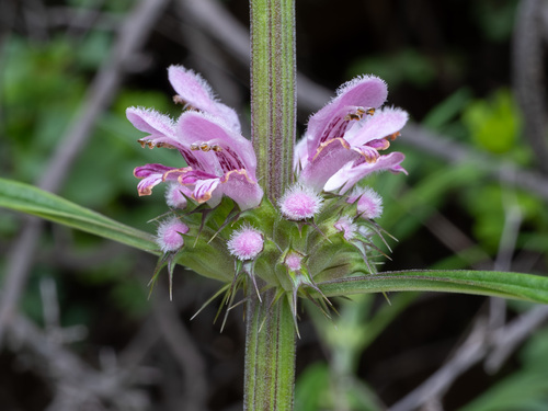 Honeyweed (Leonurus sibiricus)