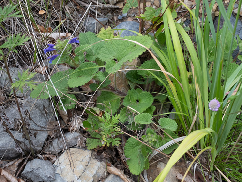 Dracocephalum rupestre, photograph 1