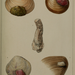 Penicillidae - Photo W.H.Baily, sin restricciones conocidas de derechos (dominio público)