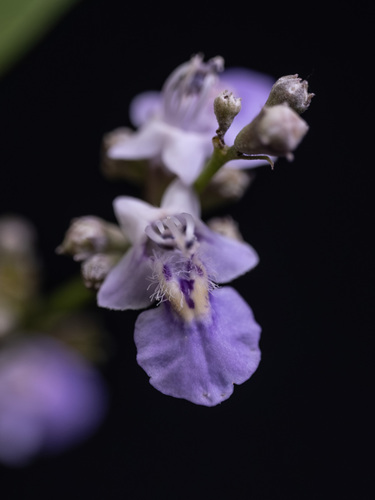 Vitex negundo var. heterophylla