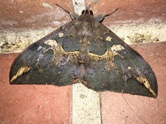 Ischyja ferrifracta