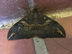 Ischyja ferrifracta