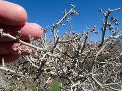Sarcomphalus obtusifolius canescens