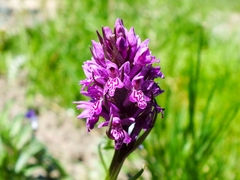 Dactylorhiza sibirica