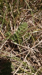 Chaerophyllum eriopodum
