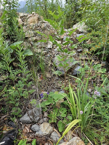 Dracocephalum rupestre, photograph 2