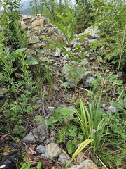 (c) Alex Abair, some rights reserved (CC BY) Dracocephalum rupestre, photograph (c) Alex Abair, some rights reserved (CC BY)