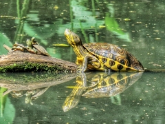 Trachemys venusta venusta