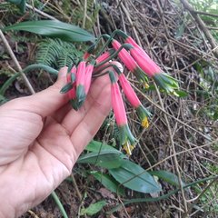 Phaedranassa tunguraguae