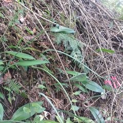 Phaedranassa tunguraguae