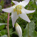 Erythronium elegans - Photo (c) Oregon Department of Agriculture,  זכויות יוצרים חלקיות (CC BY-NC-ND)