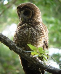 Strix occidentalis caurina