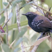 Marsh Antwren - Photo (c) manequinho, some rights reserved (CC BY-NC), uploaded by manequinho