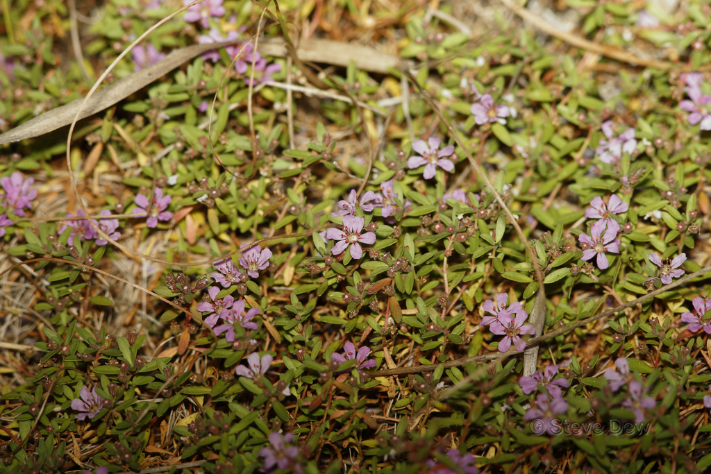 Ammannia fitzgeraldii
