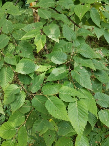 Betula costata (Betula costata)