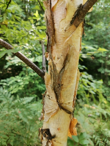 Image of Betula costata by (c) Elena_Sherehora, some rights reserved (CC BY)
