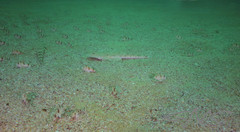 Platycephalus caeruleopunctatus