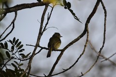 Tolmomyias sulphurescens