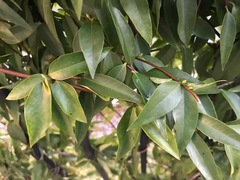Trachelospermum jasminoides