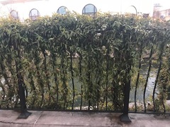 Trachelospermum jasminoides