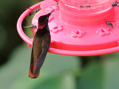 Chrysolampis mosquitus