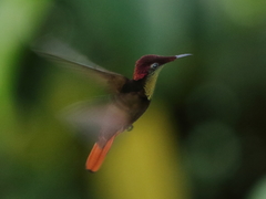 Chrysolampis mosquitus