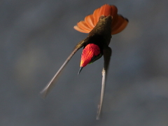 Chrysolampis mosquitus