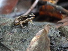 Mannophryne trinitatis