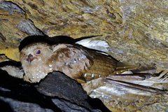 Steatornis caripensis