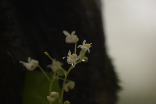 Image of Impatiens dendricola by (c) deepachandran, some rights reserved (CC BY-SA)