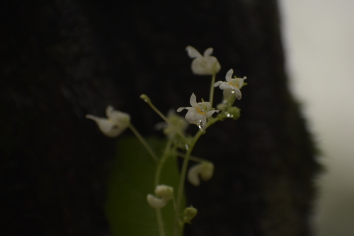 Image of Impatiens dendricola by (c) deepachandran, some rights reserved (CC BY-SA)