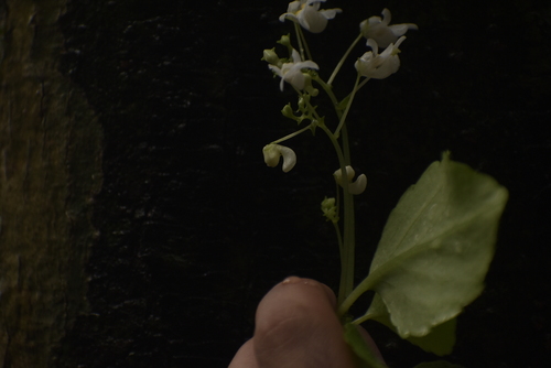 Image of Impatiens dendricola by (c) deepachandran, some rights reserved (CC BY-SA)