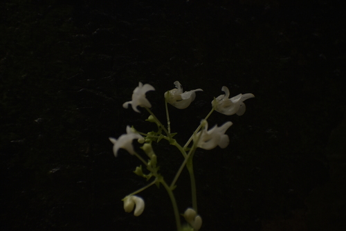 Image of Impatiens dendricola by (c) deepachandran, some rights reserved (CC BY-SA)