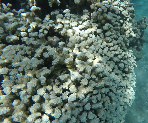 Porites rus