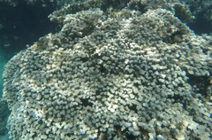 Porites rus