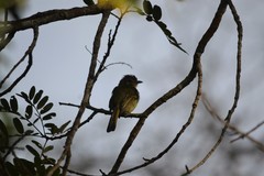 Tolmomyias sulphurescens