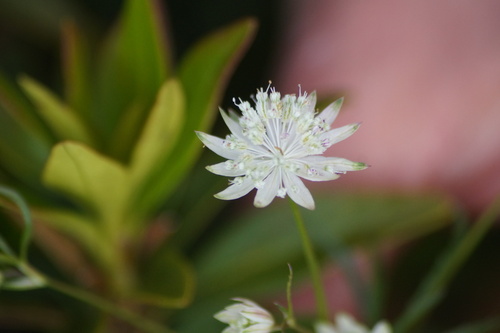 Image of Lesser Masterwort (Astrantia minor) by (c) Lars Willighagen, some rights reserved (CC BY)