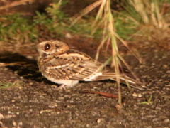 Hydropsalis cayennensis