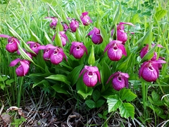 Cypripedium macranthos
