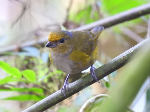 Bronze-green Euphonia (Euphonia mesochrysa), photo 5