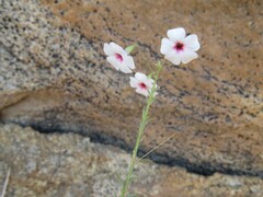 Hermannia amabilis image